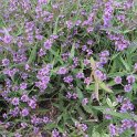 Verbena rigida